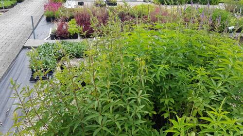 Bild von /bilder/bluehapp/thumb/VERVFA_Veronicastrum_virg___Fascination____P1_0__P-7201013001_T-b_K-25_Y-19_62854_aktiv_.jpg