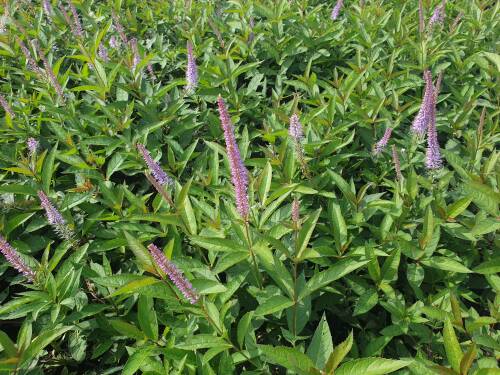 Bild von /bilder/bluehapp/thumb/VERVFA_Veronicastrum_virg___Fascination____P1_0__P-7201013001_T-k_K-37_Y-20_17999_aktiv_.jpg