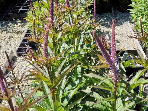 Bild von /bilder/bluehapp/thumb/VERVRA_Veronicastrum_virg___Red_Arrows__P1_0__P-7201065001_T-b_K-24_Y-20_52269_aktiv_.jpg