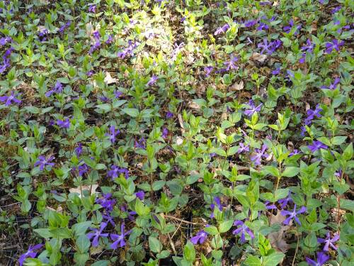 Bild von /bilder/bluehapp/thumb/VINBDS_Vinca_balcanica__Darlington_Star____P0_5__P-7220320001_T-b_K-17_Y-19_68429_aktiv_.jpg