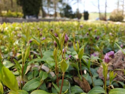 Bild von Vinca minor Atropurpurea