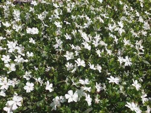 Bild von /bilder/bluehapp/thumb/VINMIGJ_Vinca_minor__Gertrude_Jekyll____P0_5__P-7221520001_T-b_K-17_Y-19_86053_aktiv_.jpg