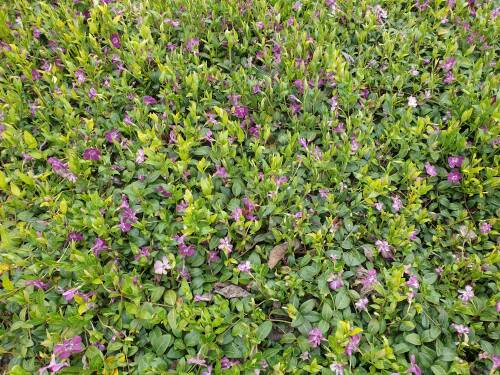 Bild von /bilder/bluehapp/thumb/VINMIRU_Vinca_minor__Rubra____P0_5__P-7221530001_T-k_K-18_Y-21_87860_aktiv_.jpg