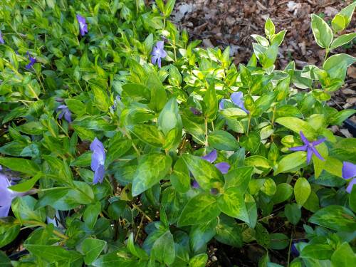 Bild von /bilder/bluehapp/thumb/VINMMAR_Vinca_major__Marginata____P0_5__P-7221006001_T-b_K-19_Y-19_49675_aktiv_.jpg