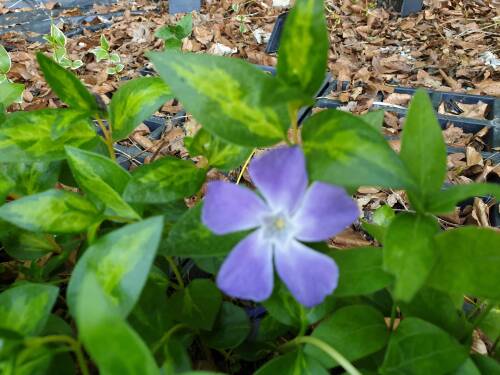 Bild von /bilder/bluehapp/thumb/VINMMAR_Vinca_major__Marginata____P0_5__P-7221006001_T-b_K-19_Y-20_21213_aktiv_.jpg