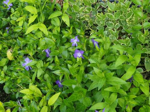 Bild von Vinca major Marginata