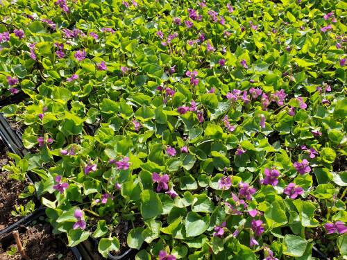 Bild von /bilder/bluehapp/thumb/VIOORU_Viola_odorata__Rubra__P0_5__P-7283513001_T-b_K-16_Y-19_28431_aktiv_.jpg