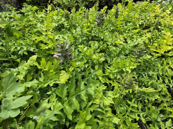 Bild von /bilder/bluehapp/thumb/acah_Acanthus_hungaricus_P-0341000001_T-k_Y-26_K-25_43541.jpg