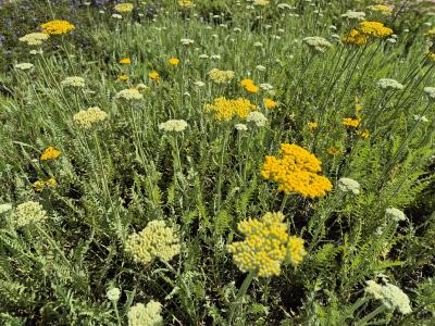 Bild von /bilder/bluehapp/thumb/achfcg_Achillea_filipend____Coronation_Gold_P-0363015001_T-k_Y-25_K-36_77873.jpg