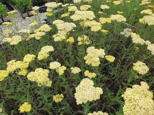 Bild von /bilder/bluehapp/thumb/achfcr_Achillea_x_filipendulina___Credo_____P-0363020001_T-b_Y-21_K-28_72036_aktiv_.jpg