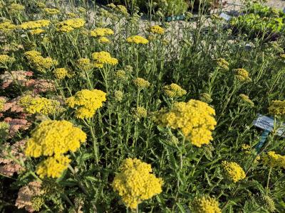Bild von /bilder/bluehapp/thumb/achfcr_Achillea_x_filipendulina___Credo_____P-0363020001_T-b_Y-25_K-25_20700.jpg