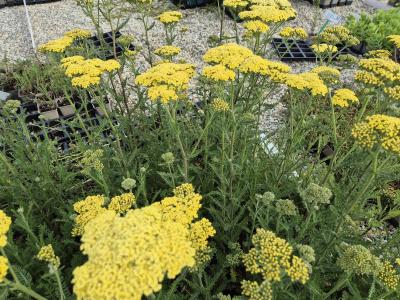 Bild von /bilder/bluehapp/thumb/achfcr_Achillea_x_filipendulina___Credo_____P-0363020001_T-b_Y-25_K-26_59265.jpg