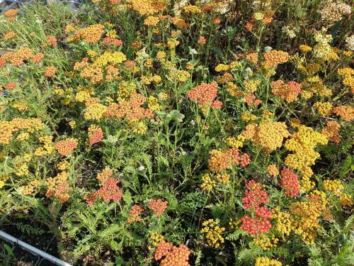 Bild von Achillea x-filipendulina Feuerland