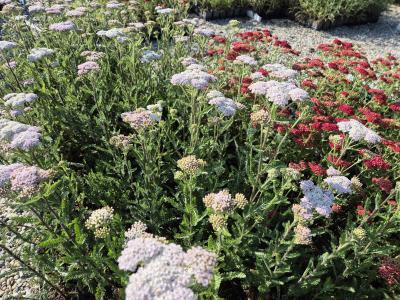 Bild von /bilder/bluehapp/thumb/achfhv_Achillea_x_filip____Heinr_Vogeler___P-0363027001_T-b_Y-25_K-25_11947.jpg