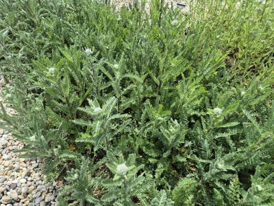 Bild von /bilder/bluehapp/thumb/achfhv_Achillea_x_filip____Heinr_Vogeler___P-0363027001_T-k_Y-25_K-22_20134.jpg