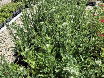 Bild von /bilder/bluehapp/thumb/achfhv_Achillea_x_filip____Heinr_Vogeler___P-0363027001_T-k_Y-25_K-23_65558.jpg