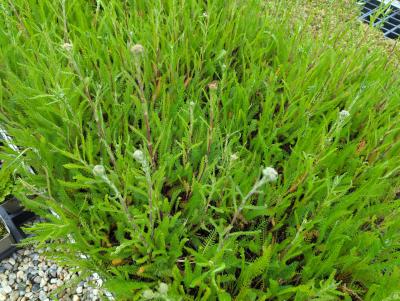 Bild von /bilder/bluehapp/thumb/achm_Achillea_millefolium_UG16_P-0365000004_T-k_Y-24_K-21_39979_aktiv_.jpg