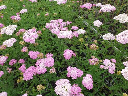 Bild von /bilder/bluehapp/thumb/achmap_Achillea_millefolium___Apfelblüte___P-0365503001_T-b_Y-21_K-28_81529_aktiv_.jpg