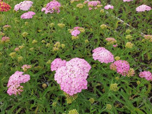 Bild von /bilder/bluehapp/thumb/achmap_Achillea_millefolium___Apfelblüte___P-365503001_T-b_Y-21_K-27_96791_aktiv_.jpg