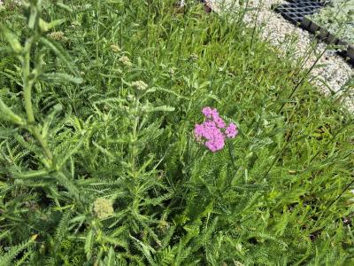 Bild von /bilder/bluehapp/thumb/achmcq_Achillea_millefolium___Cerise_Queen___P-0365015001_T-k_Y-25_K-23_27197.jpg