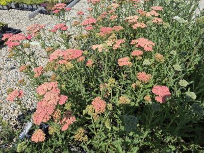 Bild von /bilder/bluehapp/thumb/achmla_Achillea_millefolium___Lachsschönh_____P-0365520001_T-b_Y-25_K-24_50817.jpg