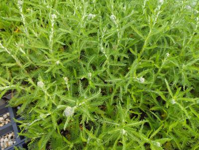 Bild von Achillea millefolium Lachsschönh.