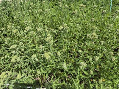 Bild von /bilder/bluehapp/thumb/achmla_Achillea_millefolium___Lachsschönh_____P-0365520001_T-k_Y-25_K-22_78745.jpg