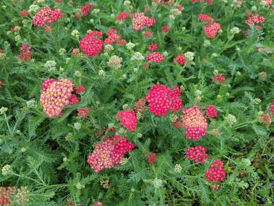 Bild von /bilder/bluehapp/thumb/achmpa_Achillea_millefolium___Paprika___o_P-0365528001_T-b_Y-22_K-29_17533_aktiv_.jpg