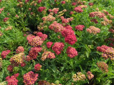 Bild von /bilder/bluehapp/thumb/achmpa_Achillea_millefolium___Paprika___o_P-0365528001_T-b_Y-22_K-31_18855_aktiv_.jpg