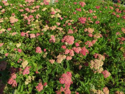 Bild von /bilder/bluehapp/thumb/achmpa_Achillea_millefolium___Paprika___o_P-0365528001_T-b_Y-23_K-36_28416_aktiv_.jpg