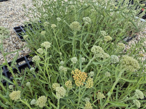 Bild von /bilder/bluehapp/thumb/achmte_Achillea_millefolium___Terracotta__Li_P-0365534001_T-k_Y-26_K-23_99904.jpg