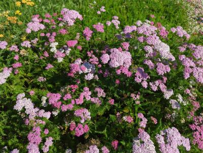 Bild von /bilder/bluehapp/thumb/achmwe_Achillea_millefolium___Wesersandst_____P-0365535001_T-b_Y-23_K-36_94338_aktiv_.jpg