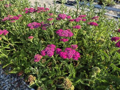 Bild von /bilder/bluehapp/thumb/achmwe_Achillea_millefolium___Wesersandst_____P-0365535001_T-b_Y-25_K-25_36313.jpg