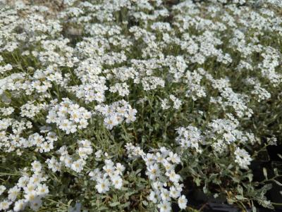 Bild von /bilder/bluehapp/thumb/achu_Achillea_umbellata_P-0369000001_T-b_Y-24_K-18_54366_aktiv_.jpg