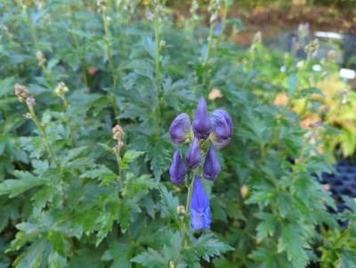 Bild von /bilder/bluehapp/thumb/acocar_Aconitum_carm____Arendsii__veg_____P-0421510001_T-k_Y-22_K-40_57628_aktiv_.jpg