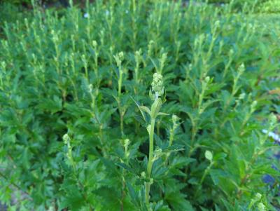 Bild von /bilder/bluehapp/thumb/acocar_Aconitum_carm____Arendsii__veg_____P-0421510001_T-k_Y-24_K-36_38807_aktiv_.jpg