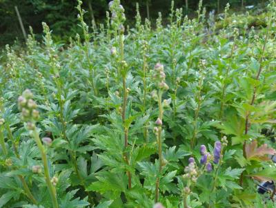 Bild von /bilder/bluehapp/thumb/acocar_Aconitum_carm____Arendsii__veg_____P-0421510001_T-k_Y-24_K-39_87225_aktiv_.jpg