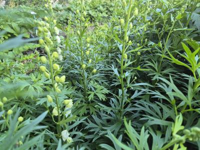Bild von /bilder/bluehapp/thumb/aconal_Aconitum_napellus___Album______P-0423510001_T-k_Y-25_K-24_66321.jpg