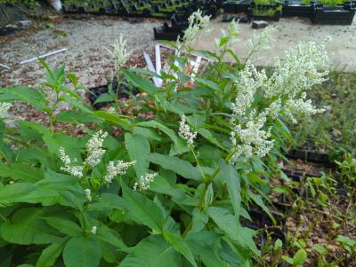 Bild von /bilder/bluehapp/thumb/acosjo_Persicaria_x_cult____Johanniswolke___P-0436040001_T-k_Y-24_K-23_75752_aktiv_.jpg