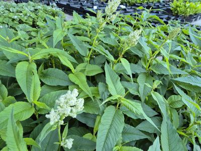 Bild von /bilder/bluehapp/thumb/acosjo_Persicaria_x_cult____Johanniswolke___P-0436040001_T-k_Y-25_K-22_42194.jpg