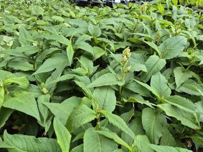 Bild von /bilder/bluehapp/thumb/acosjo_Persicaria_x_cult____Johanniswolke___P-436040001_T-k_Y-25_K-21_58453.jpg