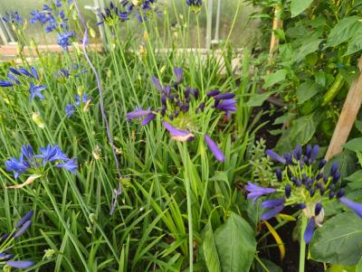 Bild von Agapanthus africanus Black Magic