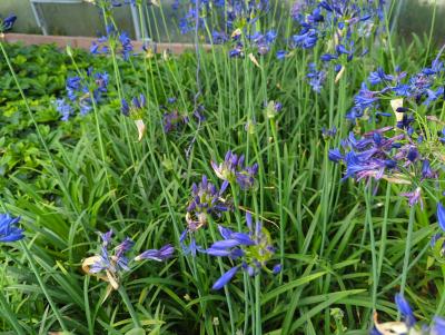 Bild von /bilder/bluehapp/thumb/agaans_Agapanthus_africanus___Northern_Star___P-0520570001_T-b_Y-23_K-31_11104_aktiv_.jpg