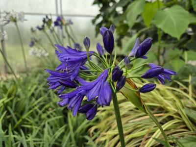 Bild von /bilder/bluehapp/thumb/agaans_Agapanthus_africanus___Northern_Star___P-0520570001_T-b_Y-25_K-30_97200.jpg