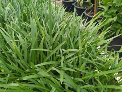 Bild von /bilder/bluehapp/thumb/agaans_Agapanthus_africanus___Northern_Star___P-0520570001_T-k_Y-24_K-25_56043_aktiv_.jpg