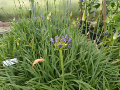 Bild von /bilder/bluehapp/thumb/agaans_Agapanthus_africanus___Northern_Star___P-0520570001_T-k_Y-24_K-27_54608_aktiv_.jpg