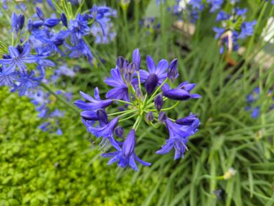 Bild von /bilder/bluehapp/thumb/agaans_Agapanthus_africanus___Northern_Star___P-520570001_T-b_Y-22_K-29_71473_aktiv_.jpg