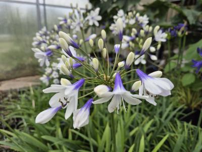 Bild von Agapanthus africanus Twister