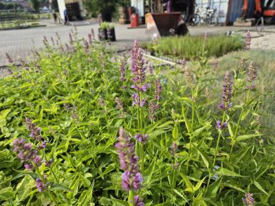 Bild von /bilder/bluehapp/thumb/agafph_Agastache_foeniculum___Purple_Haze___P-0510780001_T-b_Y-25_K-26_20561.jpg