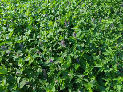 Bild von /bilder/bluehapp/thumb/agarba_Agastache_rugosa___Black_Adder___P-0511008001_T-k_Y-22_K-31_76617_aktiv_.jpg